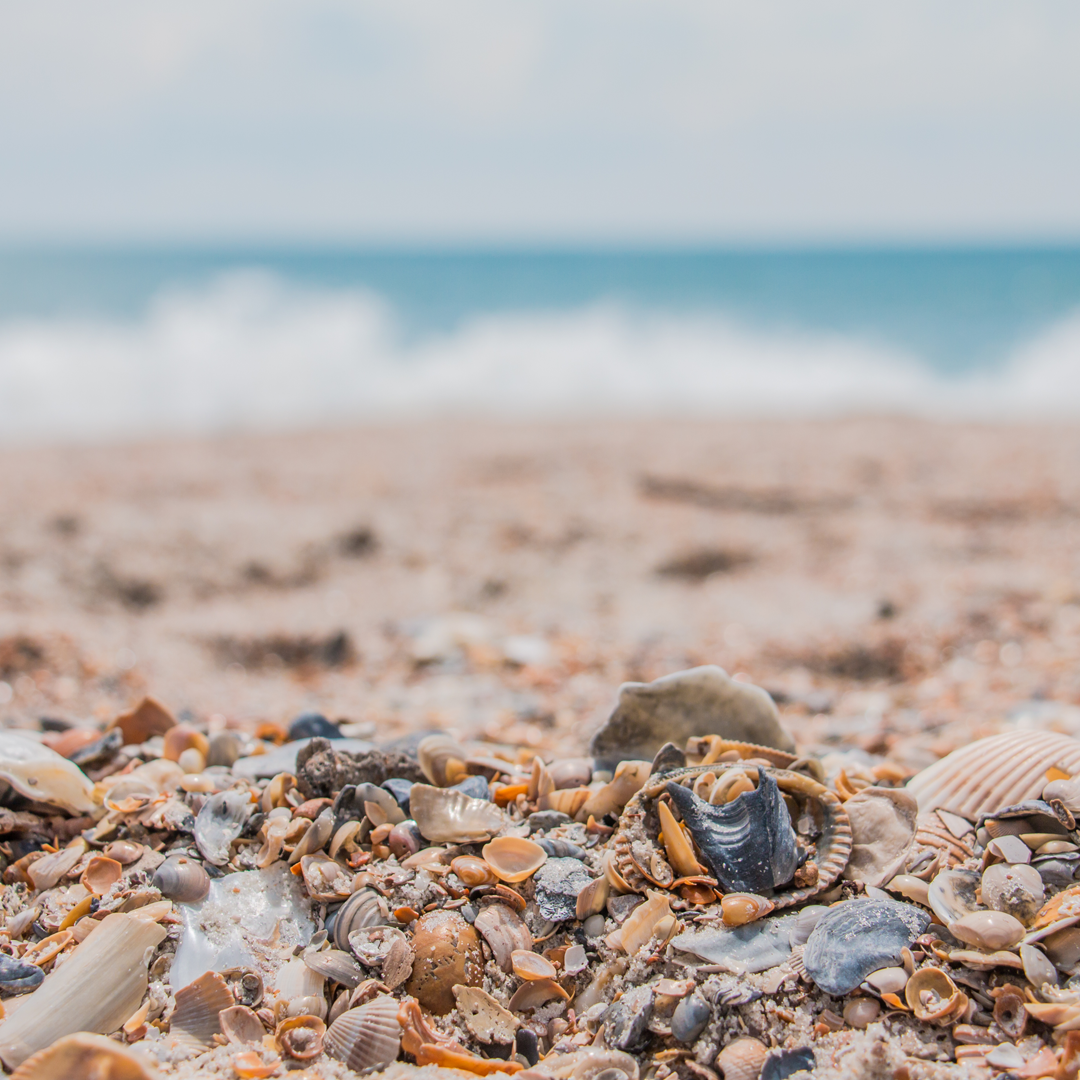 Shark Tooth