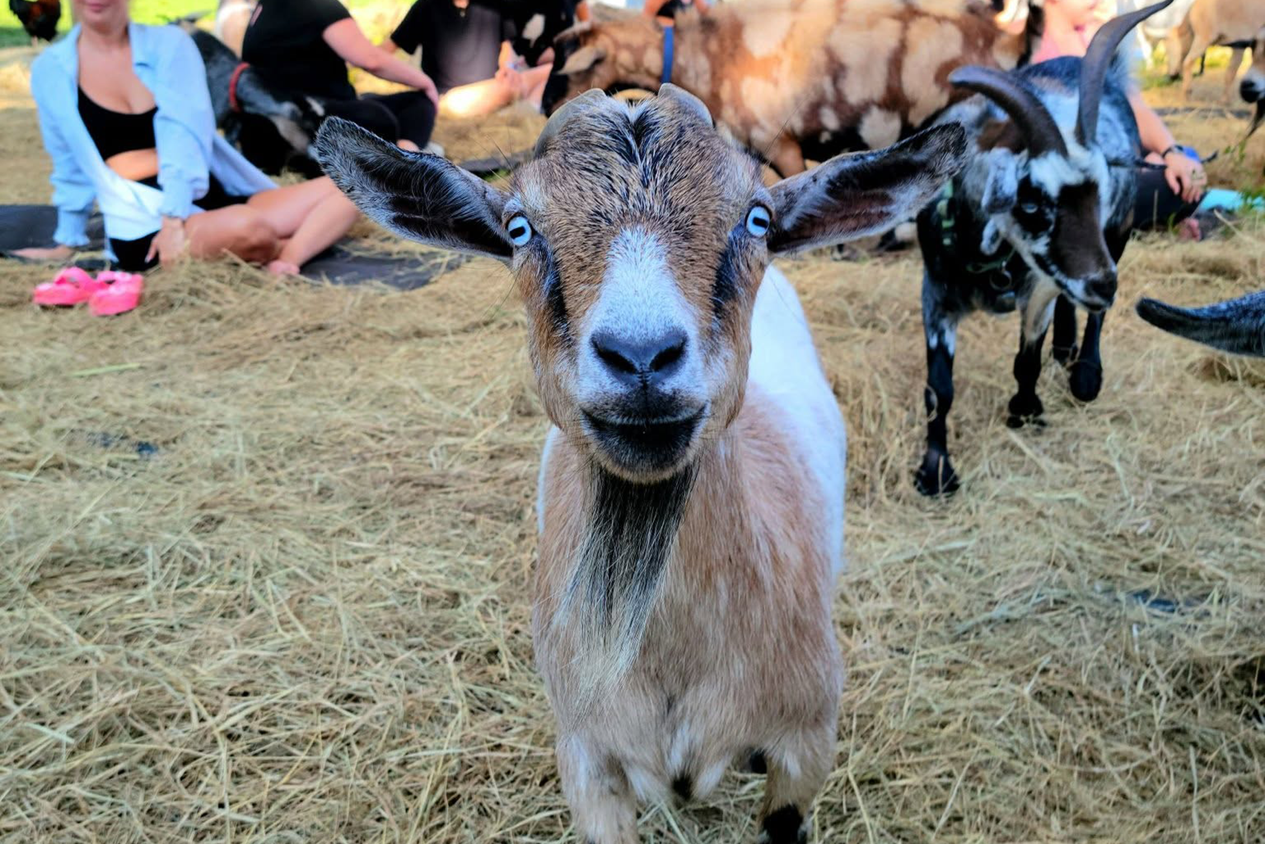 Via - Jaybird Hammock Farm
